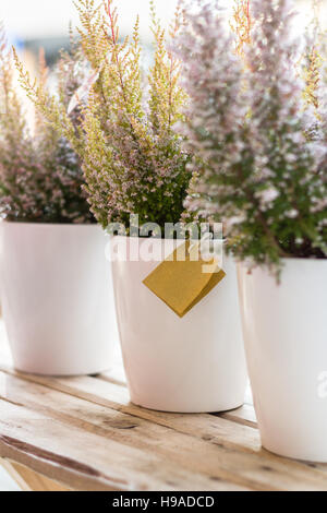 Trois casseroles avec le planté de bush heather sur une table en bois. Profondeur de champ. Arrière-plan flou flou artistique. Banque D'Images