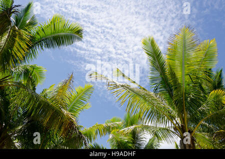 Les feuilles des arbres de noix de coco et de ciel bleu, Anaiki, Niue, le Pacifique Sud, l'Océanie Banque D'Images