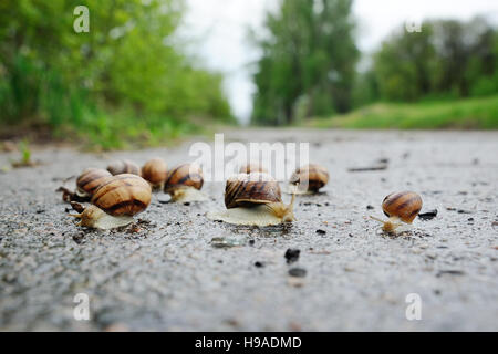 Un grand nombre d'escargots après la pluie sur l'asphalte sur un arrière-plan de Banque D'Images