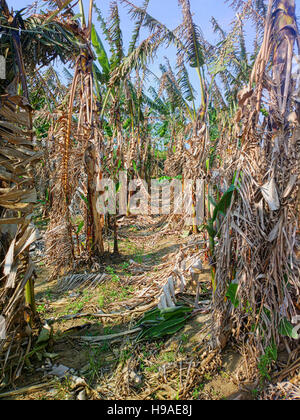 Ancienne plantation de bananes. Old hollow tiges cassées (sauvegarde) et de rhizomes ont augmenté nouvelle feuille Banque D'Images