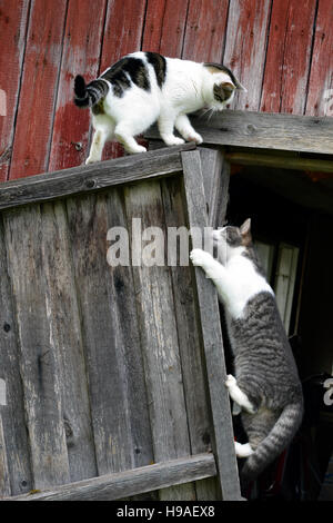 Escalade Les chats et jouer avec les vieux porte. Banque D'Images