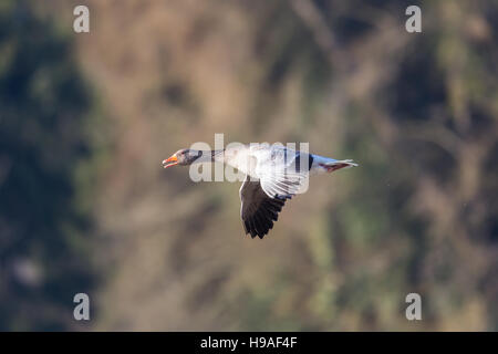 Gray goose (Anser anser) voler dans l'environnement naturel Banque D'Images