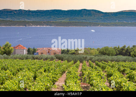Arbres d'olive, les olives et les vignes de l'île de Brac en Dalmatie, Croatie Banque D'Images