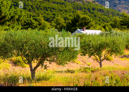 Arbres d'olive, les olives et les vignes de l'île de Brac en Dalmatie, Croatie Banque D'Images