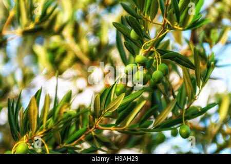 Arbres d'olive, les olives et les vignes de l'île de Brac en Dalmatie, Croatie Banque D'Images