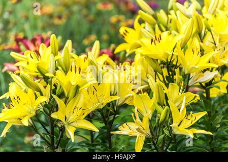 Beaucoup de jaune on en parterre Banque D'Images