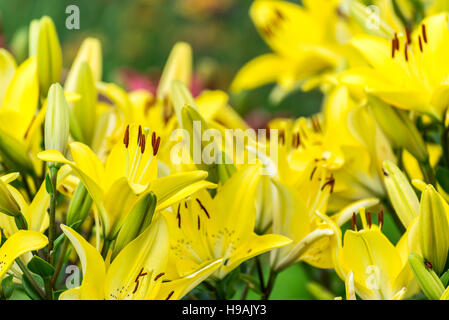 Beaucoup de jaune on en parterre Banque D'Images