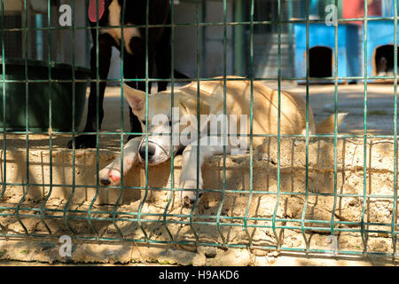 Triste sans-abri blanc chien dans une cage grande Banque D'Images
