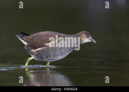 Les jeunes la Gallinule poule-d'eau (Gallinula chloropus) marcher dans l'eau Banque D'Images