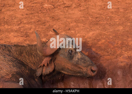 Une Cape Buffalo Head shot contre la terre rouge de Tsavo est un point d'eau Banque D'Images