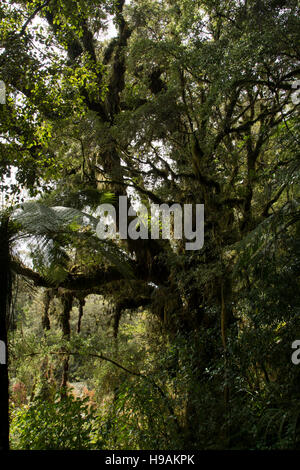 Un climat tempéré et podocarpus hêtre ont survécu dans la forêt tropicale du Bassin Oparara, dans le nord-ouest de l'île Sud de la Nouvelle-Zélande. Banque D'Images