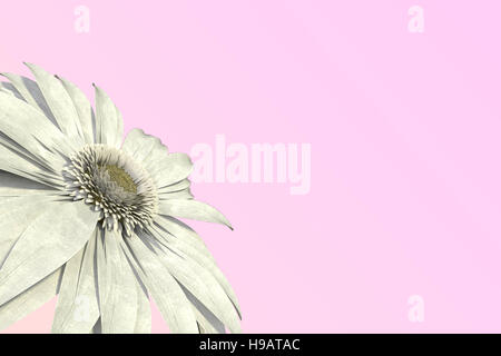 Le rendu 3D de gerbera rouge isolé sur pink daisy Banque D'Images