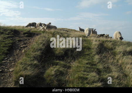 11 Comité permanent des moutons et le pâturage des landes l'herbe sur moor haut au-dessus de peu de Clough, Nab Hill, South Pennines, au nord de Halifax, West Yorkshire, Royaume-Uni Banque D'Images