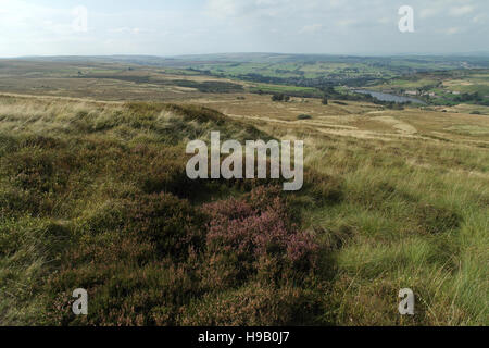 Nab Hill top, purple heather moor et tussock grass, à au nord de Oxenhope et Haworth Moor, South Pennines, au nord de Halifax, West Yorkshire, Royaume-Uni Banque D'Images