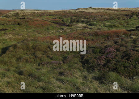 Vue du ciel bleu, à l'est jusqu'à la colline du sol et Bradford, Heather et purple moor grass sur plateau de landes, Nab Hill, au nord de Halifax, West Yorkshire, Royaume-Uni Banque D'Images