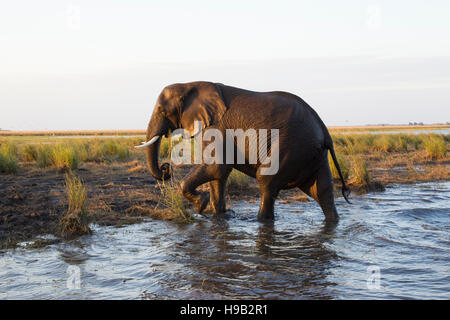 Grand African elephant Loxodonta africana sortant d'une rivière après la baignade dans l'ensemble Banque D'Images