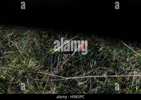 Vue supérieure de l'ensoleillée waxcap champignon rouge, près de l'ombre d'un mur de pierres sèches, de NAB Hill Sentier, maures au nord de Halifax, West Yorkshire, Royaume-Uni Banque D'Images