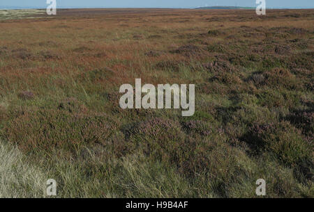 Vue sur Nab Hill Moor, avec Heather, Purple Moor Grass, à l'est de la colline avec des éoliennes, South Pennines, au nord de Halifax, West Yorkshire, Royaume-Uni Banque D'Images