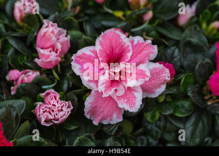 Rose et blanc crinkle, chevrons, fleurs en arbuste à feuilles vert cire Banque D'Images