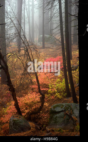 Couleurs d'automne automne vu sur la vie végétale à haute altitude dans la région de Yosemite National Park Banque D'Images