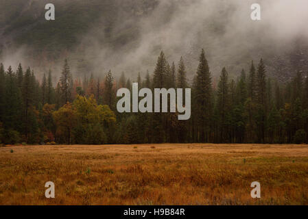 Les rouleaux de brouillard pendant une tempête dans le Yosémite calley Banque D'Images