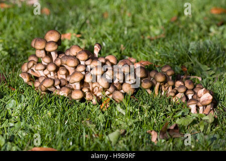 Les champignons dans l'herbe. Banque D'Images