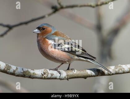 Le beau mâle Pinson (Fringilla coelebs) perché sur un rameau de chêne. Banque D'Images