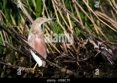 Crabier chevelu (Ardeola ralloides),, debout sur une branche dans le fleuve, le Delta du Danube, en Roumanie. Banque D'Images