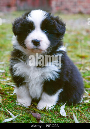 Mallnow, Allemagne. 20 Nov, 2016. A 5 semaines chiot border collie est assis sur une pelouse, à Mallnow, Allemagne, 20 novembre 2016. PHOTO : PATRICK PLEUL/dpa/Alamy Live News Banque D'Images