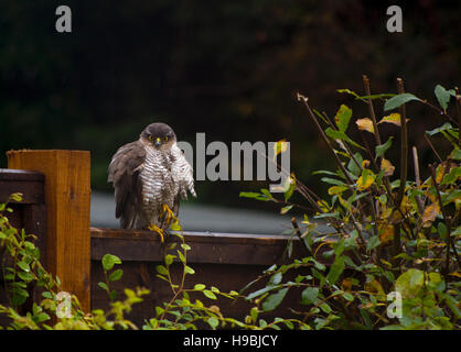 Fauve, Petersfield, Hampshire East, Royaume-Uni. 21 Nov, 2016. Une femme blanche abrite de la pluie dans un jardin, Petersfield, Hampshire East. Credit : Selena Sheridan/Alamy Live News Banque D'Images