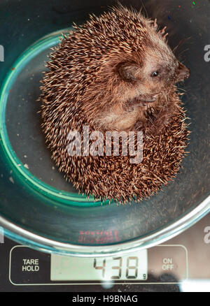 Neuzelle, Allemagne. 21 Nov, 2016. Un petit hérisson pesant 438 grammes sur une balance à Simone Hartung's hedgehog gare de Neuzelle, Allemagne, 21 novembre 2016. Simone et Klaus Hartung ont été l'exécution d'un hérisson privé station pour 7 ans. Le couple marié prendre soin de hérissons qui sont blessés, malades ou trop petit. Les hérissons sont en ce moment en raison de la mise en veille prolongée. Photo : Patrick Pleul/dpa-Zentralbild/ZB/dpa/Alamy Live News Banque D'Images