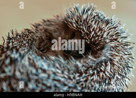 Neuzelle, Allemagne. 21 Nov, 2016. Un petit hérisson est estimé sur une table à Simone Hartung's hedgehog gare de Neuzelle, Allemagne, 21 novembre 2016. Simone et Klaus Hartung ont été l'exécution d'un hérisson privé station pour 7 ans. Le couple marié prendre soin de hérissons qui sont blessés, malades ou trop petit. Les hérissons sont en ce moment en raison de la mise en veille prolongée. Photo : Patrick Pleul/dpa-Zentralbild/ZB/dpa/Alamy Live News Banque D'Images