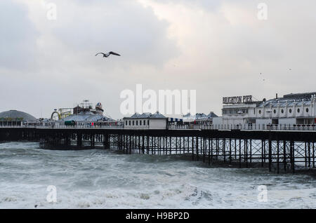 Brighton, Angleterre, Royaume-Uni. 22 Nov, 2016. Brighton, East Sussex. 22 novembre 2016. Météo britannique. Des vents violents, une mer difficile et de fortes averses sont battues au sud de la Grande-Bretagne à Brighton coût suite orage Angus. Au sud de vent côtières étaient prévues tout au long de la journée, et autour de 40 avertissements d'inondations sont en place dans tout le pays. Credit : Francesca Moore/Alamy Live News Banque D'Images