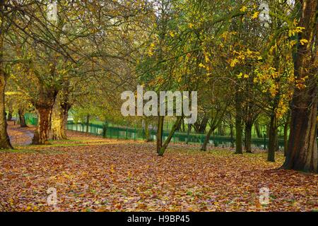 Finsbury Park, Londres, UK. 22 Nov, 2016. Couleurs automnales - autumnal leaves sur sol humide à Finsbury Park. Credit : Dinendra Haria/Alamy Live News Banque D'Images