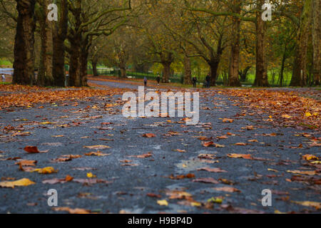 Finsbury Park, Londres, UK. 22 Nov, 2016. Couleurs automnales - autumnal leaves sur sol humide à Finsbury Park. Credit : Dinendra Haria/Alamy Live News Banque D'Images