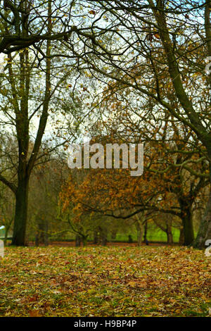 Finsbury Park, Londres, UK. 22 Nov, 2016. Couleurs automnales - autumnal leaves sur sol humide à Finsbury Park. Credit : Dinendra Haria/Alamy Live News Banque D'Images