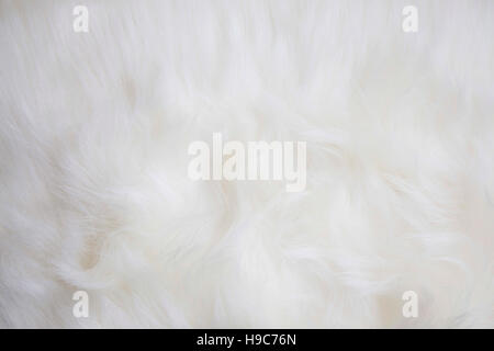 Fourrure blanche artificielle texture background Banque D'Images