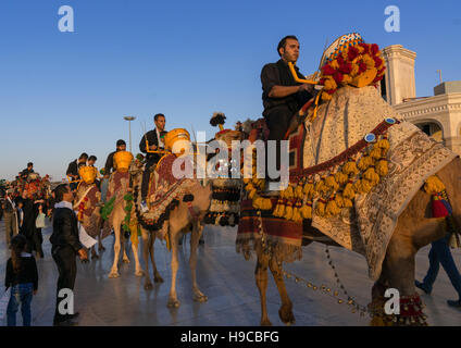 Procession avec les chameaux pendant mouharram célébrations dans Fatima al-masumeh culte, comté Central, Qom, Iran Banque D'Images