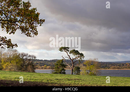 Lumière d'automne de l'après-midi sur le lac de Llangorse, 'Llyn Syfaddon' Parc national de Brecon Beacons, Pays de Galles, Royaume-Uni Banque D'Images