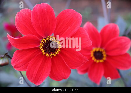Dahlia 'Bishop of Auckland' croissant dans le la frontière d'un jardin de campagne anglaise à la fin de l'été Banque D'Images