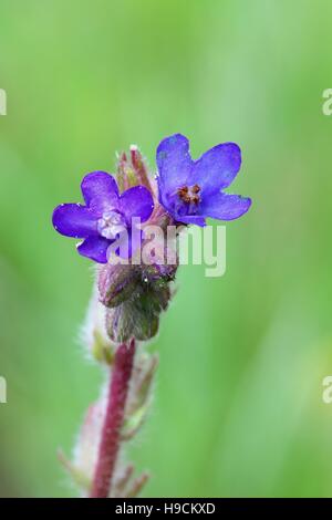 Vipérine commune commune, Anchusa officinalis, plante médicinale traditionnelle Banque D'Images