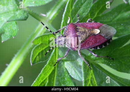 Prunelle Dolycoris baccarum, Bug Banque D'Images