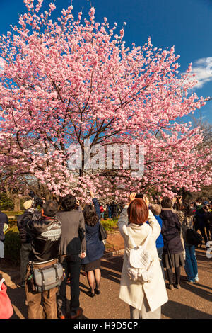 Photographier les cerisiers en fleurs au Japon Banque D'Images