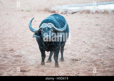 Un buffle africain est debout sur un sable et sentir l'air pour détecter les signes de danger au Plateau du Waterberg Parc National de Namibie Banque D'Images