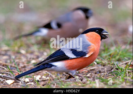 Le Canard colvert mâle et femelle (Pyrrhula pyrrhula) entre graines de tournesol dans l'herbe. Banque D'Images