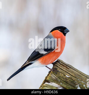 Le Canard colvert (Pyrrhula pyrrhula) dans profil sur le bord d'une vieille clôture en bois fond neigeux de flou artistique Banque D'Images