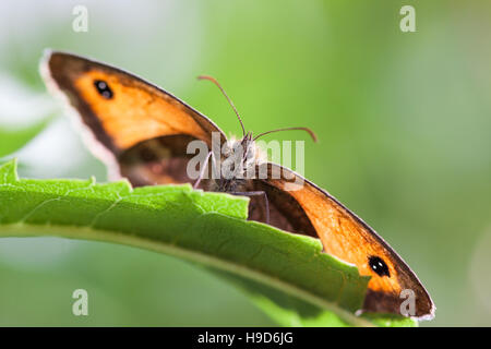 Papillon gardien, au soleil Banque D'Images