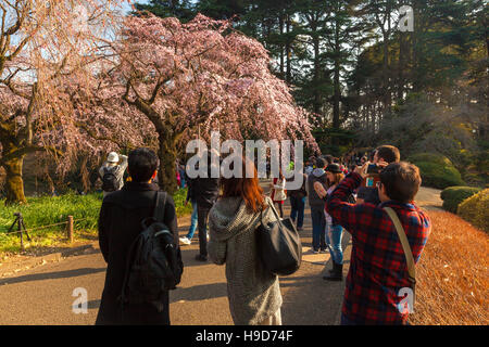 Photographier les cerisiers en fleurs au Japon Banque D'Images