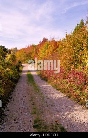 Allée bordée d'arbustes et arbres en automne Banque D'Images