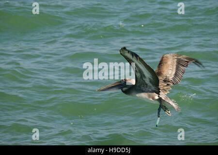 Pélican brun survolant le golfe du Mexique. Banque D'Images